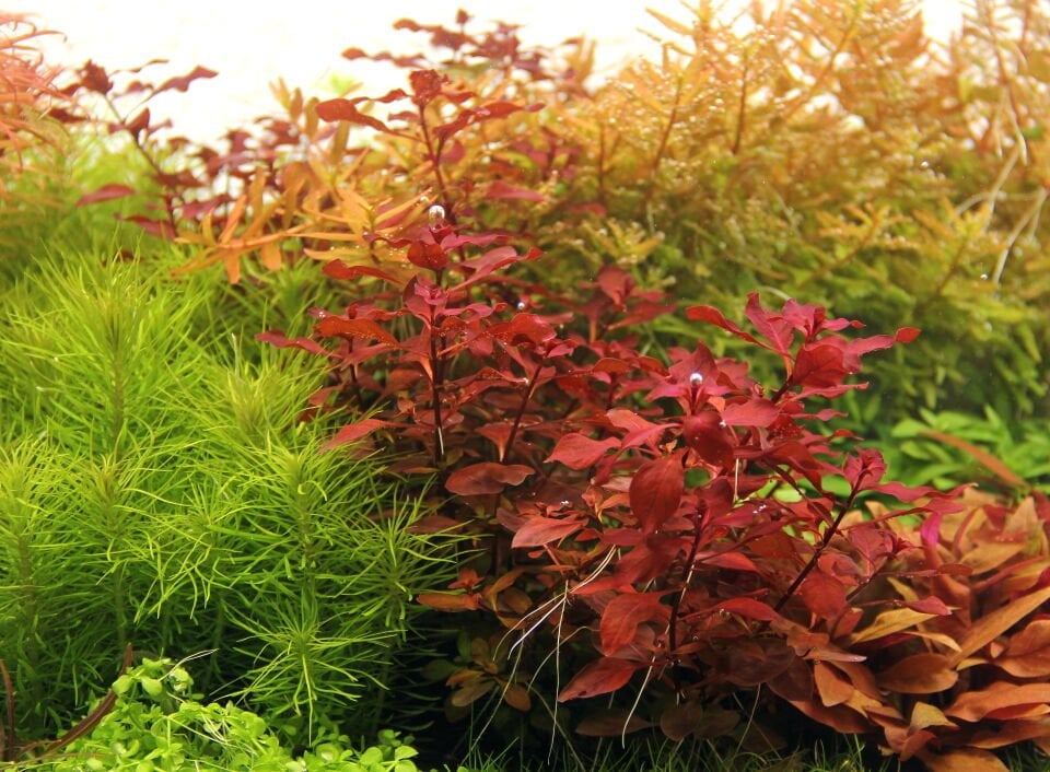 Dennerle Plants - Ludwigia palustris super red POT