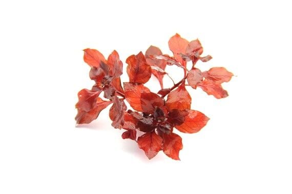 Dennerle Plants - Ludwigia palustris super red POT