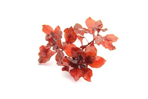 Dennerle Plants - Ludwigia palustris super red POT