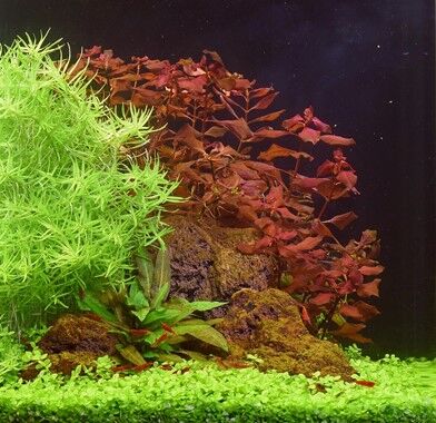 Dennerle Plants - Ludwigia palustris super red POT