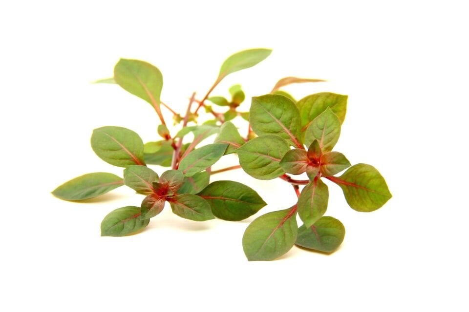 Dennerle Plants - Ludwigia palustris super red POT