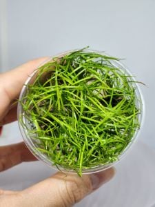 Juncus repens IN VITRO CUP