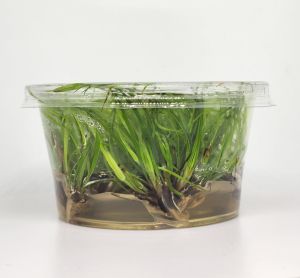 Juncus repens IN VITRO CUP