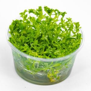 Limnophila sessiflora IN VITRO CUP