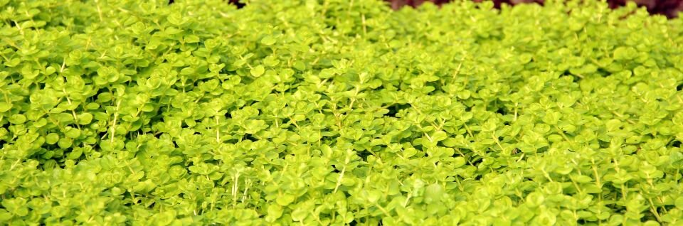 Dennerle Plants - Lysimachia nummularia Aurea POT