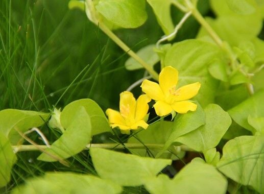 Dennerle Plants - Lysimachia nummularia Aurea POT