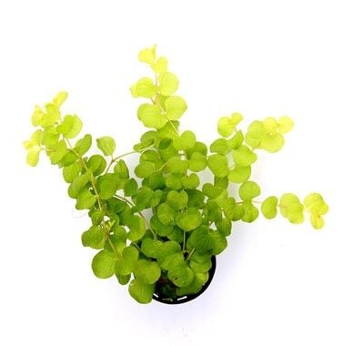Dennerle Plants - Lysimachia nummularia Aurea POT