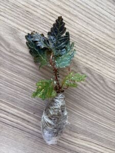 Selaginella siamensis ADET ITHAL