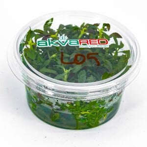 Limnophila aromatica IN VITRO CUP