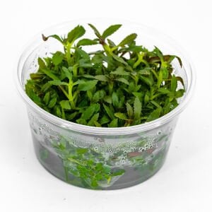 Limnophila aromatica IN VITRO CUP