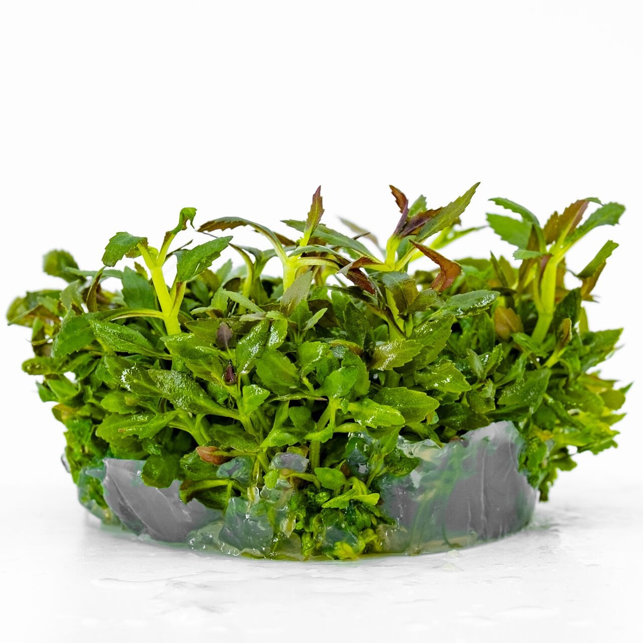 Limnophila aromatica IN VITRO CUP