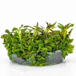 Limnophila aromatica IN VITRO CUP