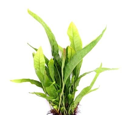 Dennerle Plants - Microsorum pteropus POT