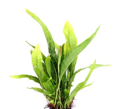 Dennerle Plants - Microsorum pteropus POT