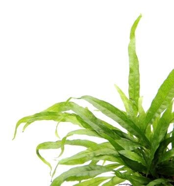 Dennerle Plants - Microsorum pteropus POT