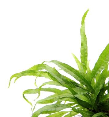 Dennerle Plants - Microsorum pteropus POT