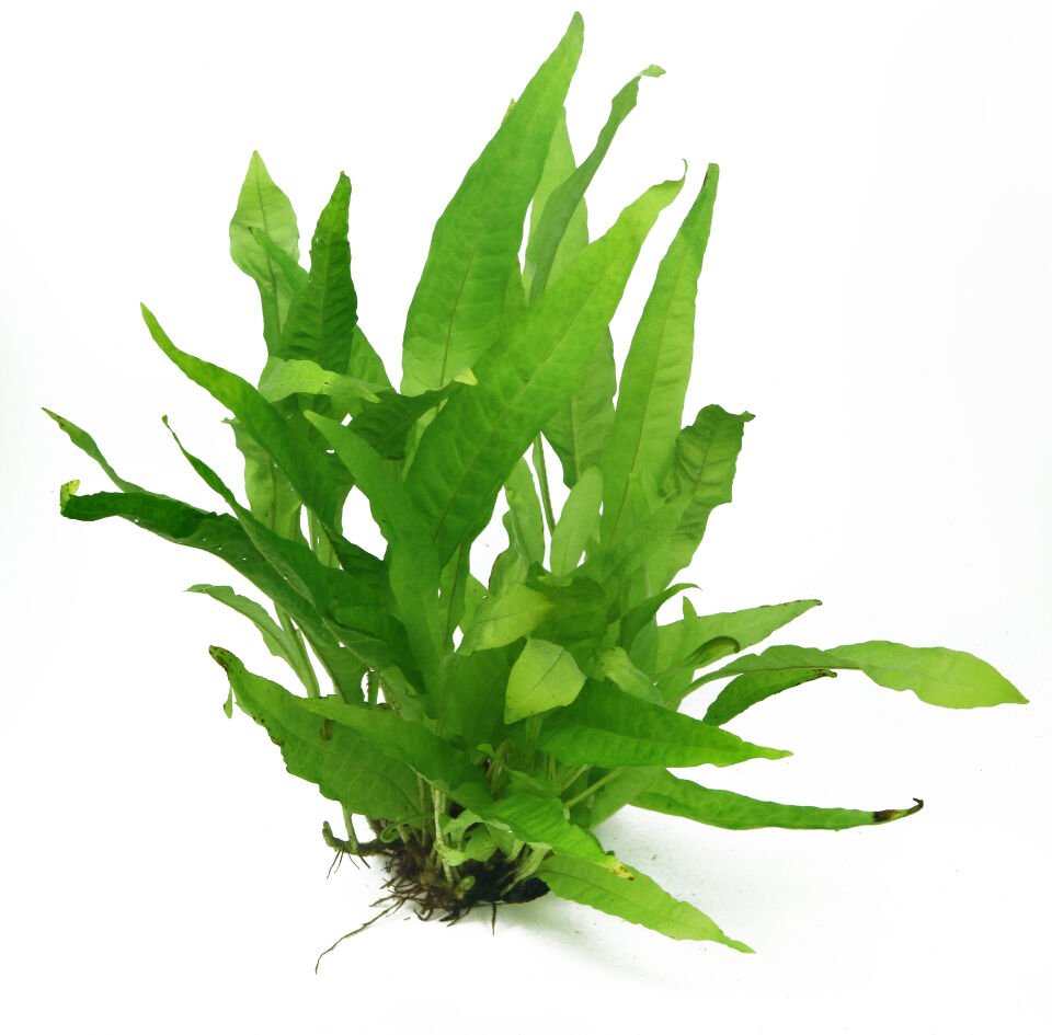 Dennerle Plants - Microsorum pteropus POT
