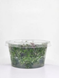 Limnophila aromatica IN VITRO CUP