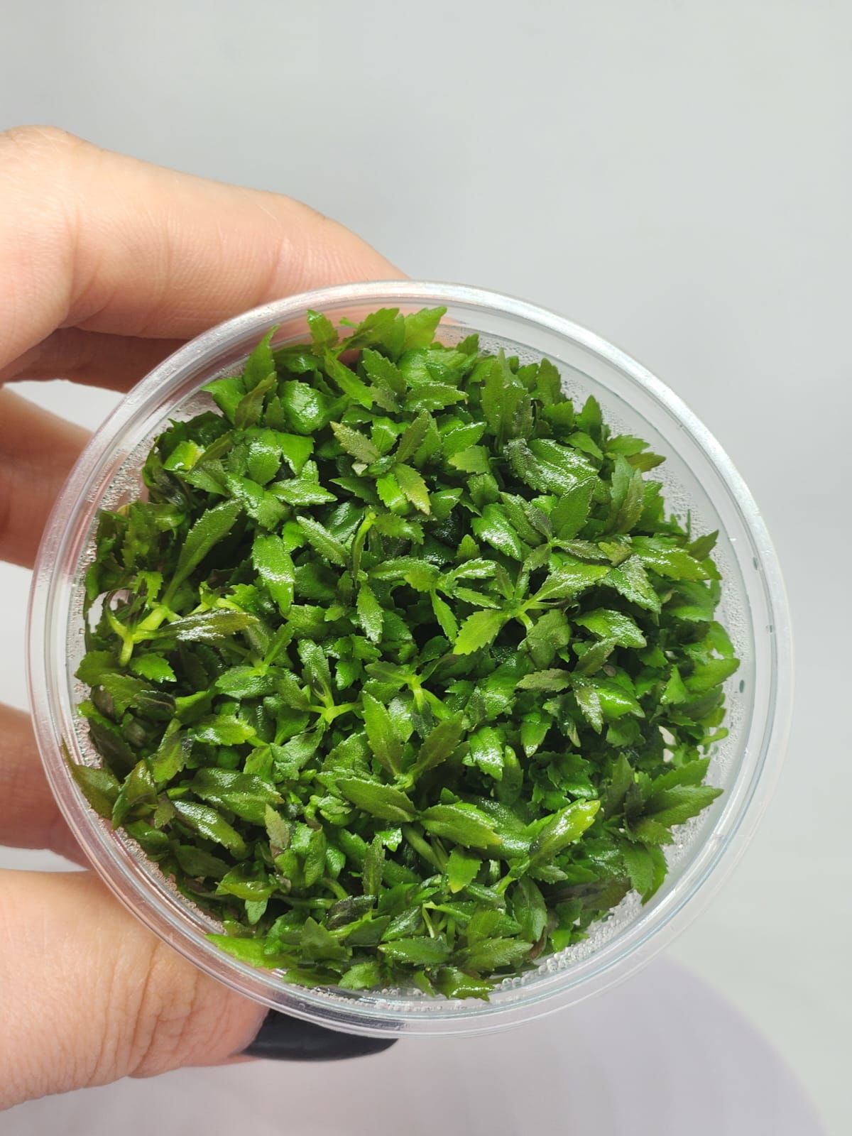 Limnophila aromatica IN VITRO CUP