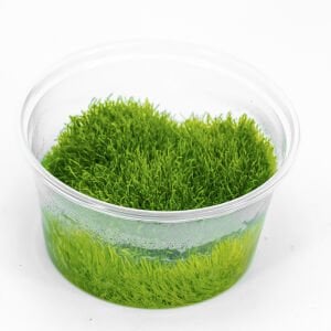 Utricularia graminifolia IN VITRO CUP