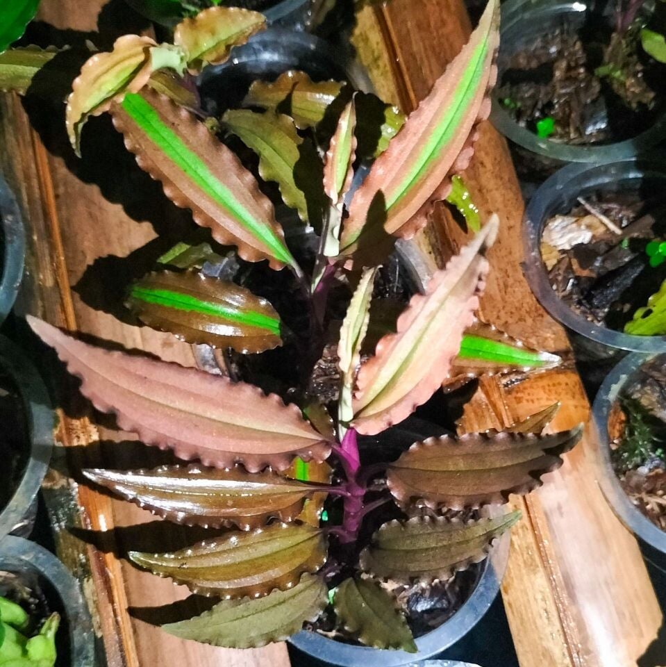 Jewel Orchid (Malaxis brown) İTHAL ADET