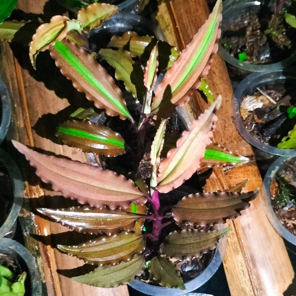 Jewel Orchid (Malaxis brown) İTHAL ADET