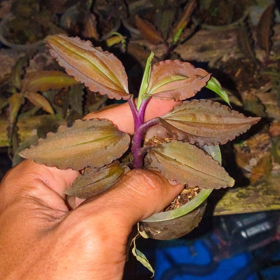 Jewel Orchid (Malaxis brown) 