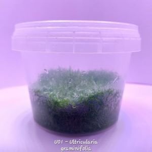 Utricularia graminifolia IN VITRO CUP