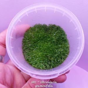 Utricularia graminifolia IN VITRO CUP