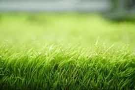 Utricularia graminifolia IN VITRO CUP