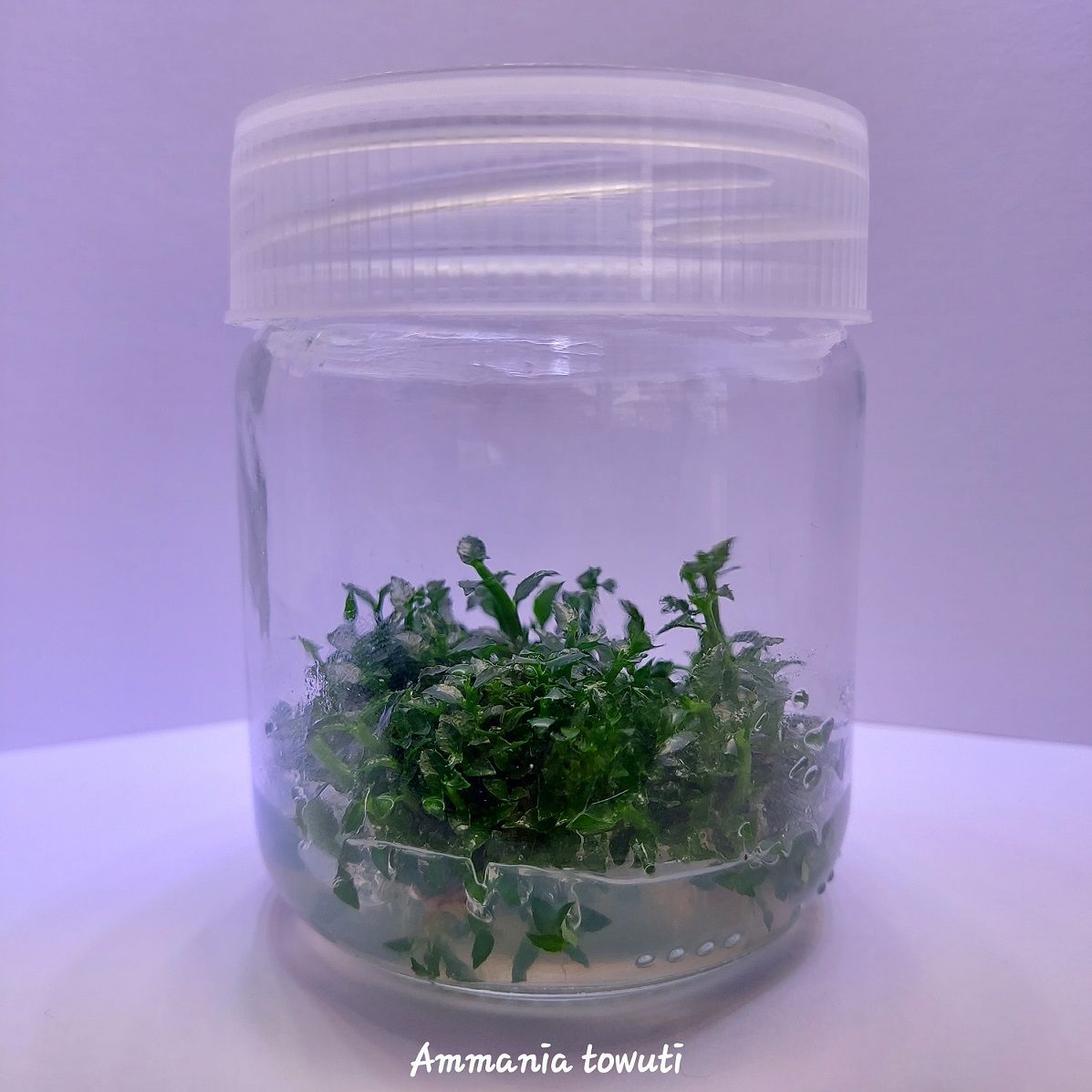 Ammannia towuti IN VITRO JAR (KAVANOZ)