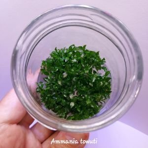 Ammannia towuti IN VITRO JAR (KAVANOZ)