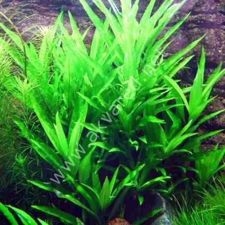 Hygrophila salicifolia ADET