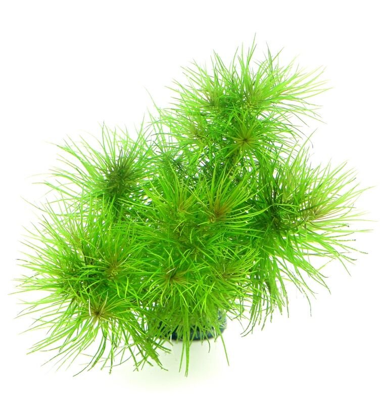 Dennerle Plants - Pogostemon deccanensis POT