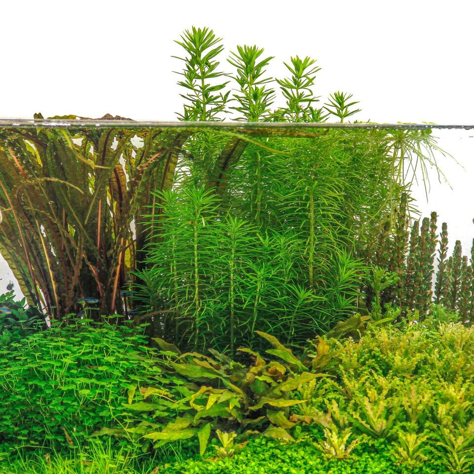 Dennerle Plants - Pogostemon deccanensis POT