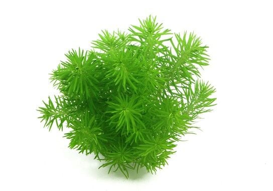 Dennerle Plants - Pogostemon deccanensis POT