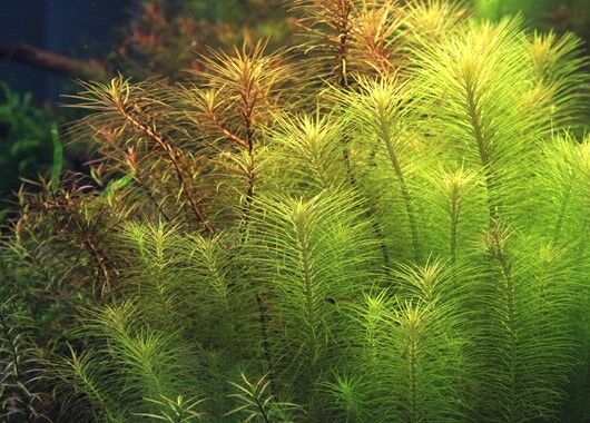 Dennerle Plants - Pogostemon deccanensis POT