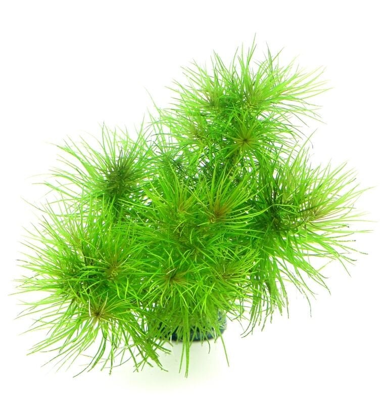 Dennerle Plants - Pogostemon deccanensis POT