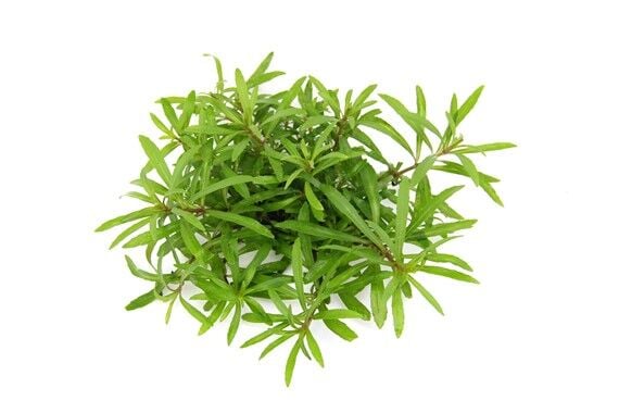 Dennerle Plants - Pogostemon quadrifolius POT