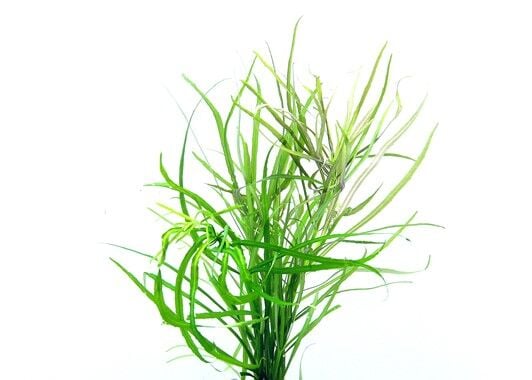 Dennerle Plants - Pogostemon quadrifolius POT