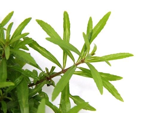 Dennerle Plants - Pogostemon quadrifolius POT