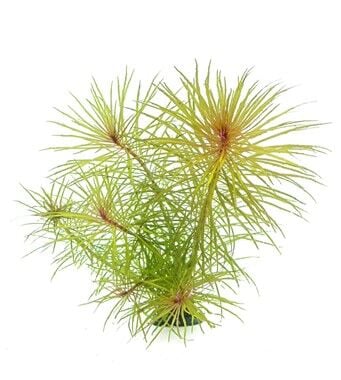 Dennerle Plants - Pogostemon stellatus sp. POT