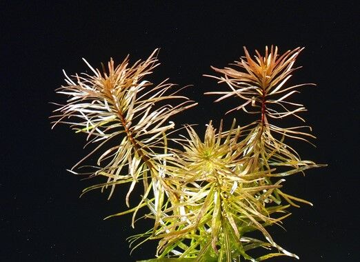 Dennerle Plants - Pogostemon stellatus sp. POT