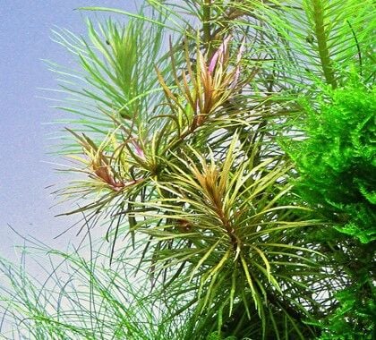 Dennerle Plants - Pogostemon stellatus sp. POT