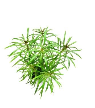 Dennerle Plants - Pogostemon stellatus sp. POT