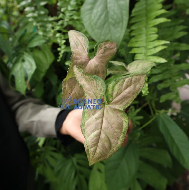 Syngonium Pink ÖN SİPARİŞ