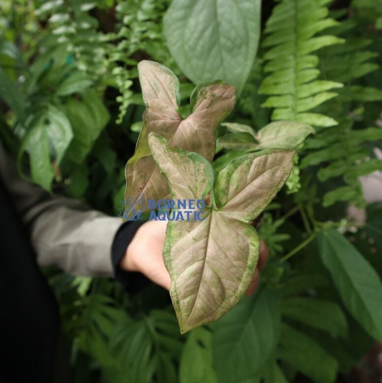 Syngonium Pink