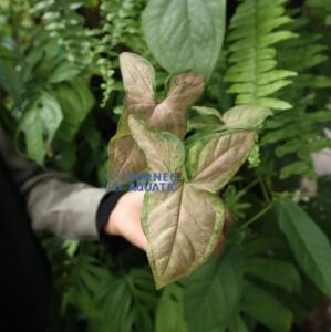 Syngonium Pink 