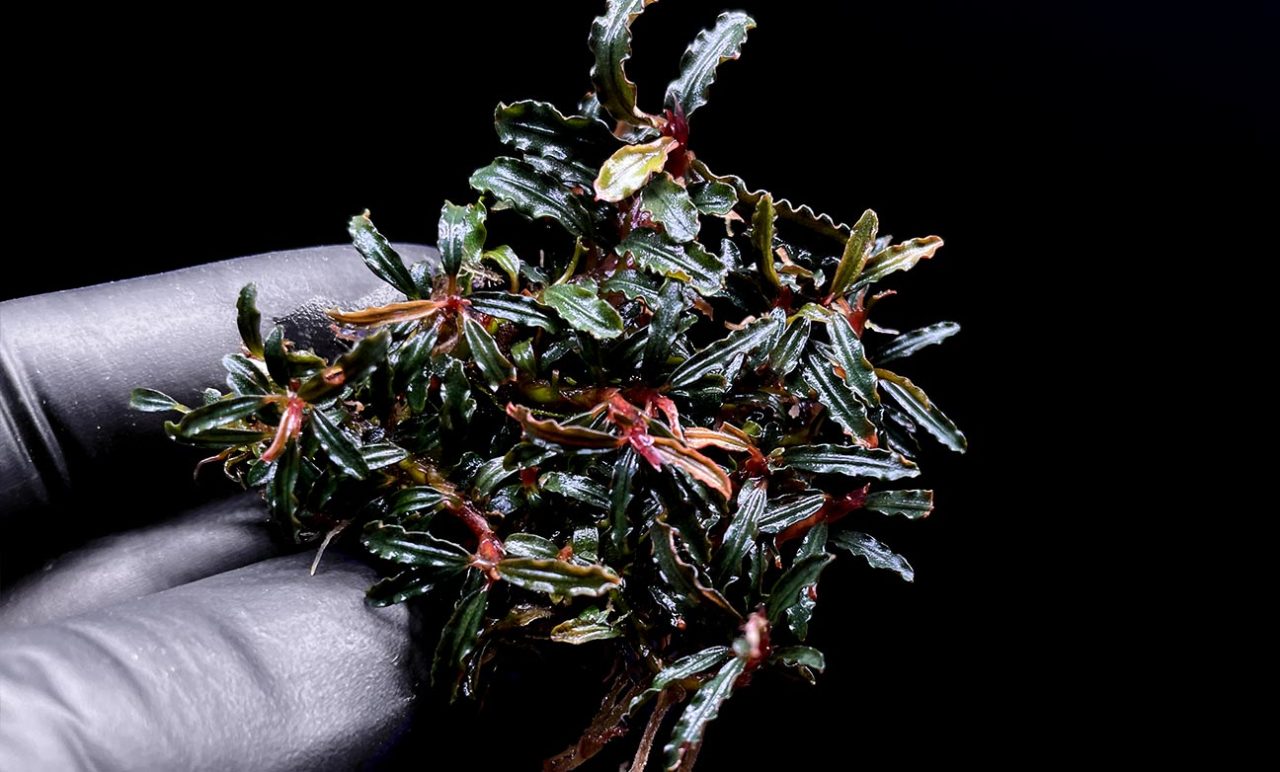 Bucephalandra micro belindae 10x10cm Kutu ÖN SİPARİŞ