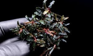 Bucephalandra micro belindae 10x10cm Kutu ÖN SİPARİŞ